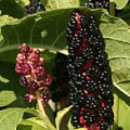 Phytolacca americana