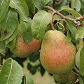 Pometet pærer