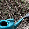 Porreplantning