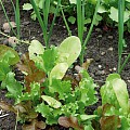 Blandede salatsorter