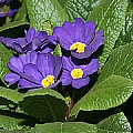 Primula købe