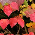 Hjerteformede blade i røde nuancer