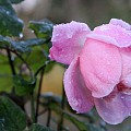 Rose i november