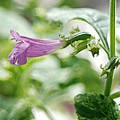 Rosenmynte en teplante