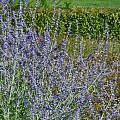Perovskia atriplicifolia