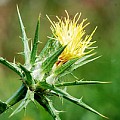 Saflor