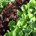 salatplanter