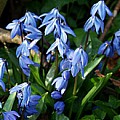 Scilla sibirica