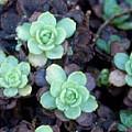 Sedum pachyclados