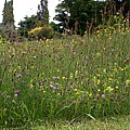 Slået blomstereng