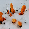 krorkus i sne