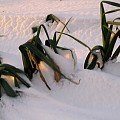 Porrer i sne og frost