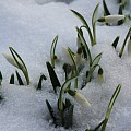Vintergækker i sne i februar