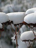 Sne på sankthansurt