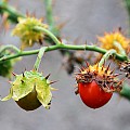 Solanum sisymbriifolium