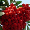 Sorbus aucuparia edulis