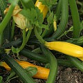 Squash i mængder