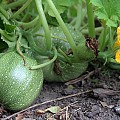 Squash