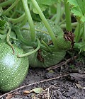 Squash