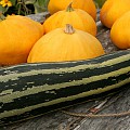 Squash