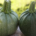Squash Tondo_di_Placenza