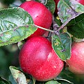 æble summerred