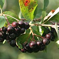 aronia