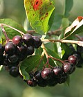 aronia