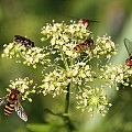 Svirrrefluer i persilleblomster