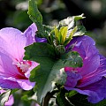 Syrisk rose
