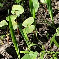 Ammeplanter