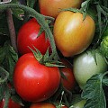 Bell star tomater på friland