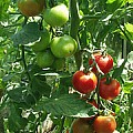 Tomatplante skal dyrkes i jorden for at få god smag.