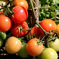 Modnende tomater