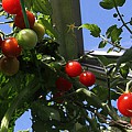 tomater i drivhus i september
