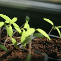 Tomat kimplanter