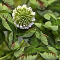 Trifolium repens