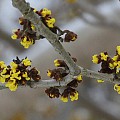 Troldnød i blomst