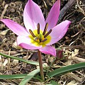 Tulipa pulchella ‘Humilis’.