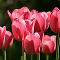 Sene tulipaner