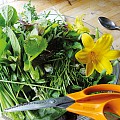 Multigrøn salat fra Stephen Barstows have