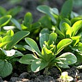 Vårsalat