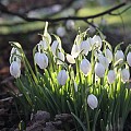 Vintergækker i forårssol i februar.