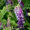 Vintervikke blomstring.