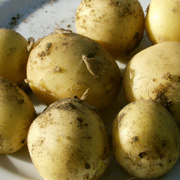 tidlige kartofler