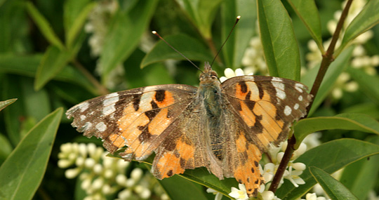 tidselfugl