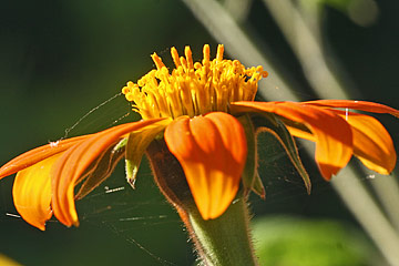 Tithonia rotundifolia