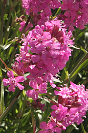 Almindelig tjærenellike med pink blomster