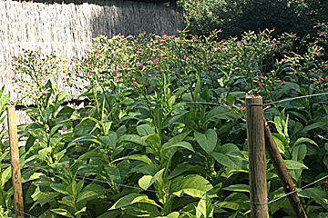 Tobaksplanter ved Tobaksladen på Langeland.