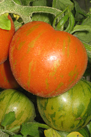 Der er mange flotte tomater – her sorten ‘Darby’